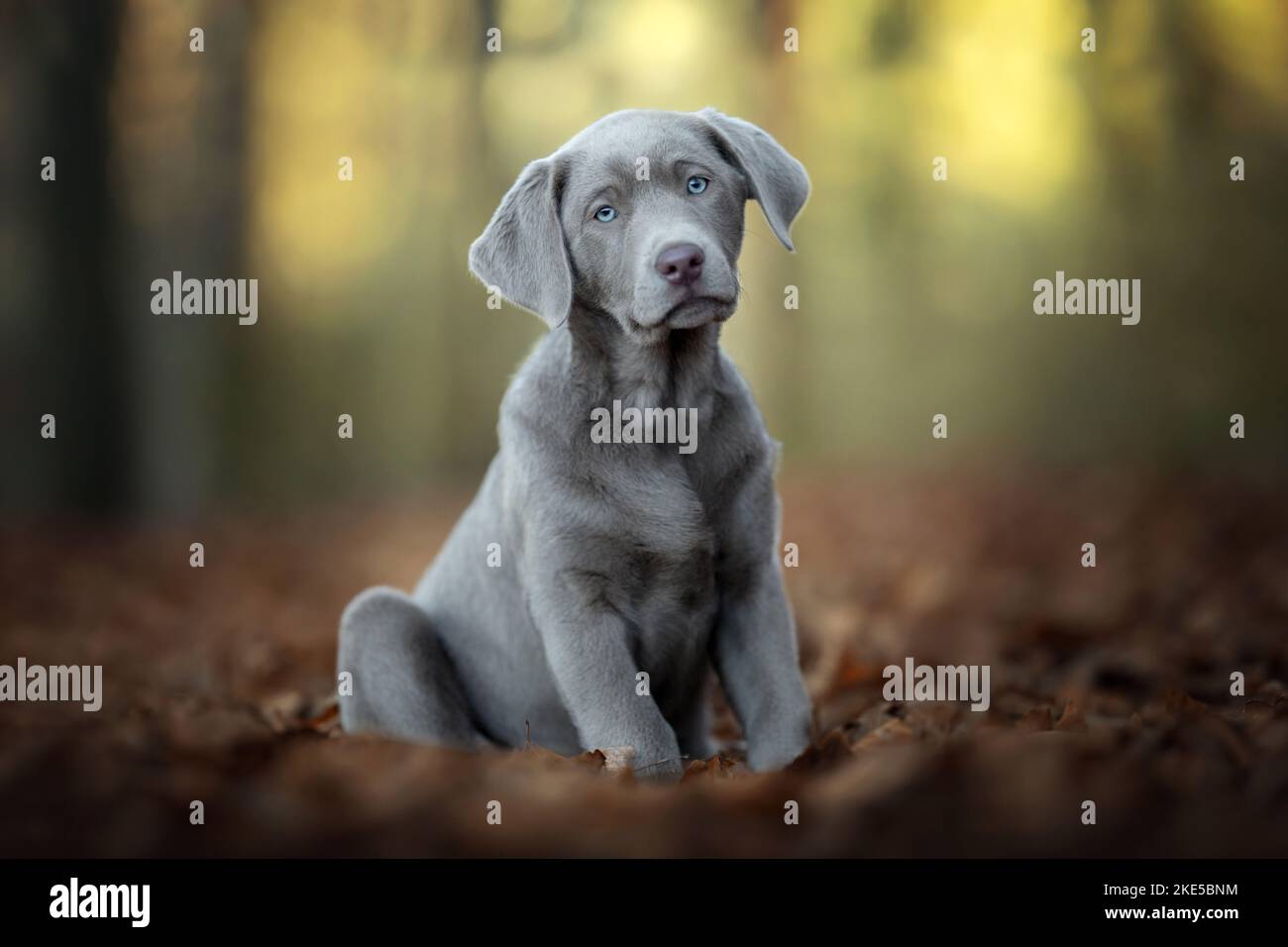 Miniature sales silver lab