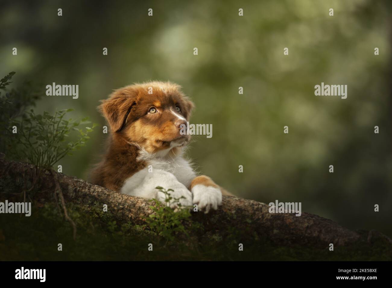 Shepherd tree roots hi-res stock photography and images - Alamy