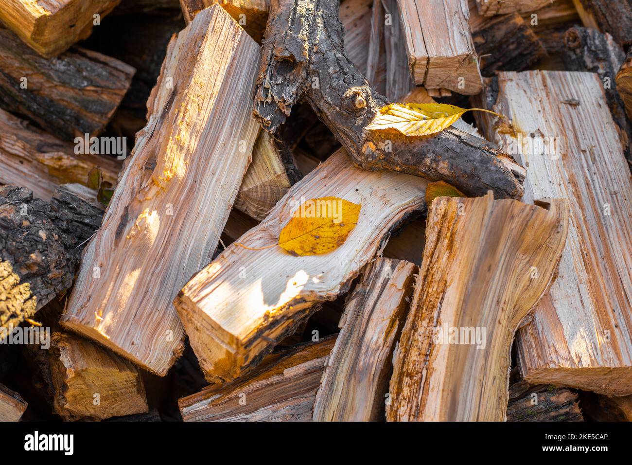 Pile of firewood with yellow fallen leaves in autumn. Preparation of firewood for heating in winter. Stock Photo