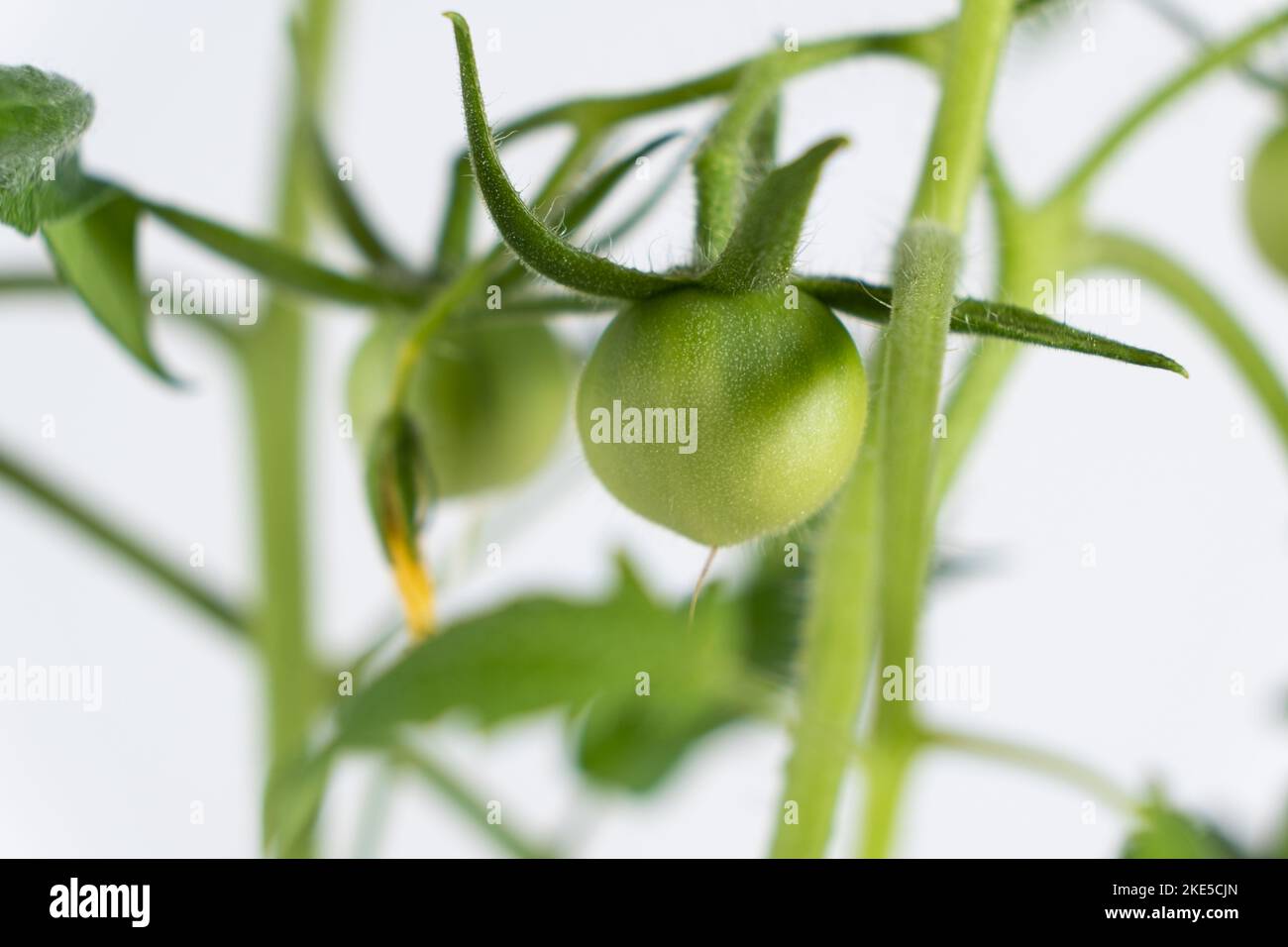 A green unripe tomato on a branch on a white background. Growing tomatoes. Stock Photo