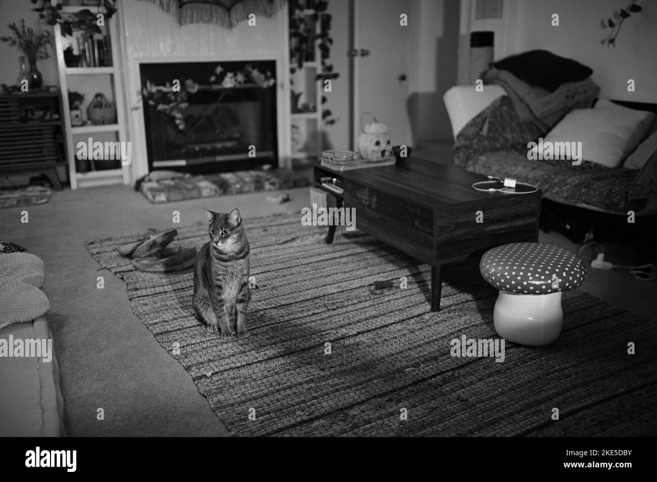A messy living room with a tabby cat sitting in the middle in grayscale Stock Photo Alamy