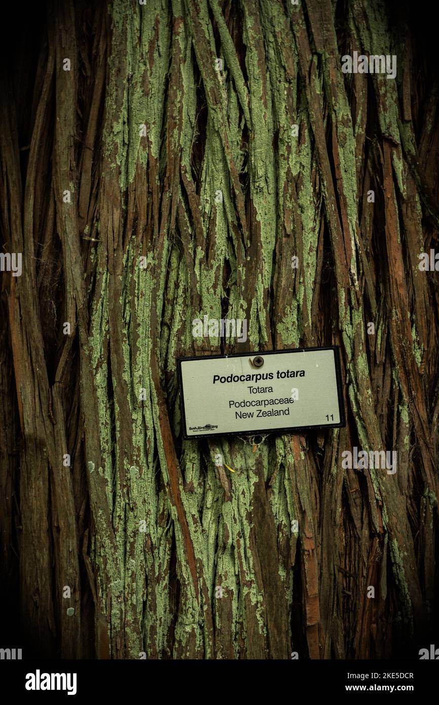 A vertical shot of an Totara tree trunk with a small name plate - Podocarpus totara Stock Photo