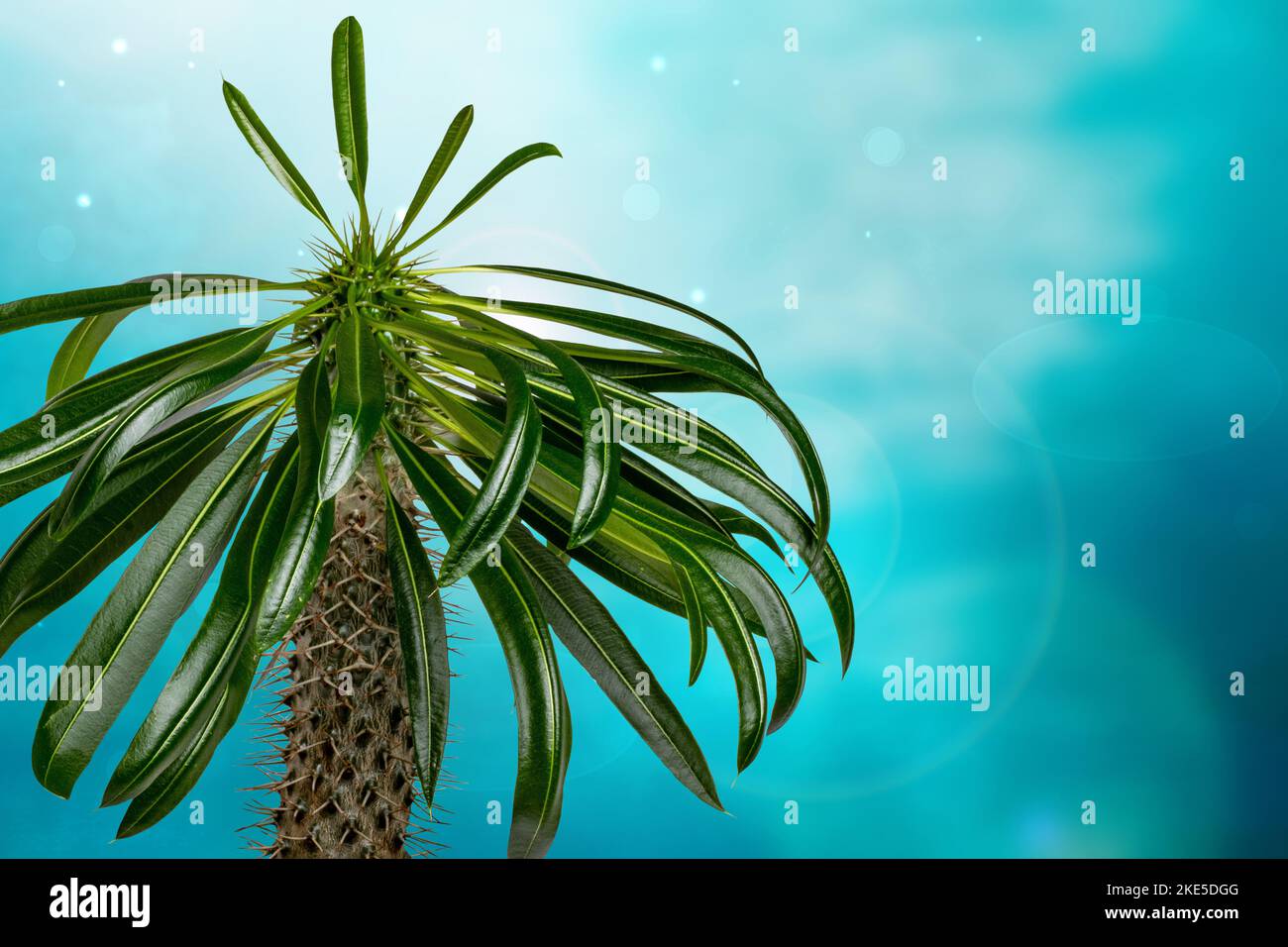 Palm tree over abstract blurred sunny tropical beach background. Madagascar palm cactus growing
