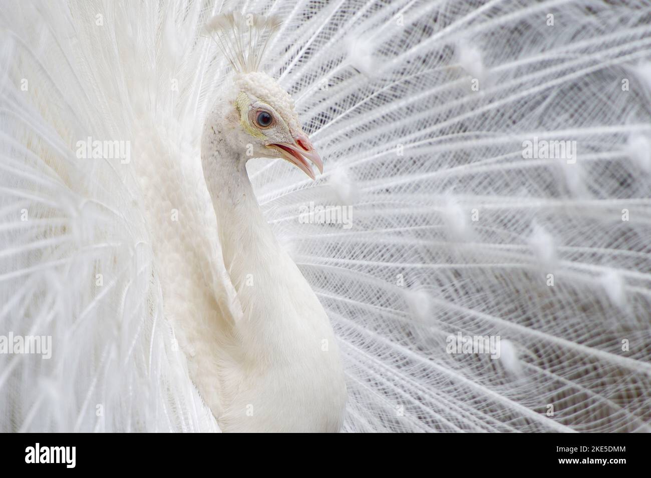white peafowl Stock Photo