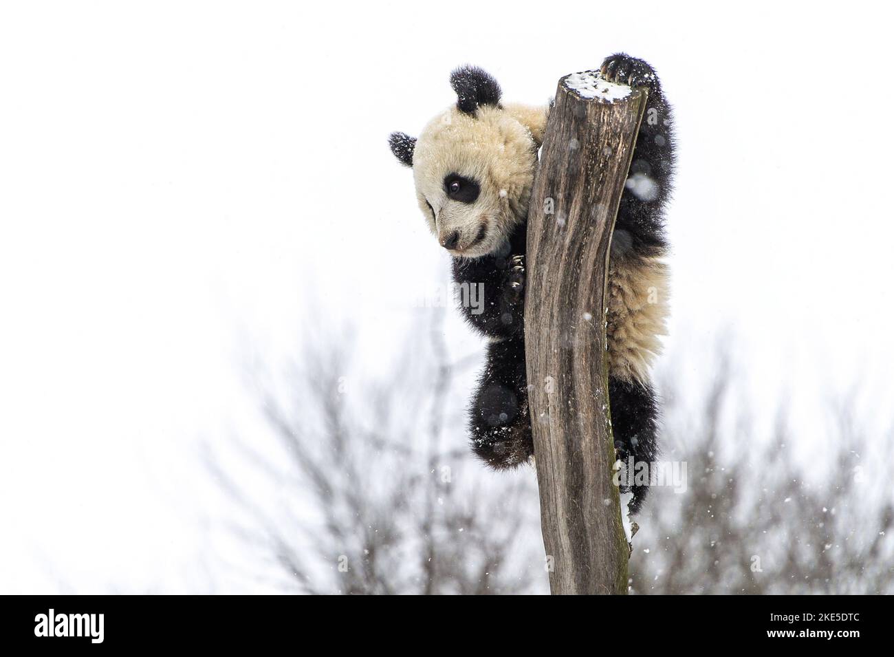 Juvenile Giant Panda Hi res Stock Photography And Images Alamy