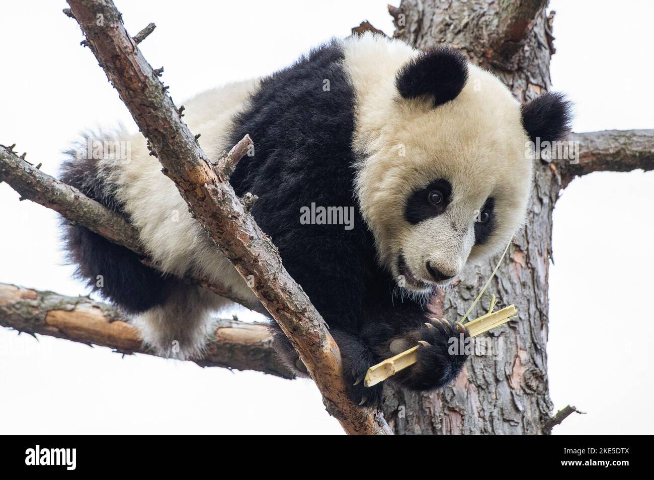 A giant panda Cut Out Stock Images & Pictures - Alamy
