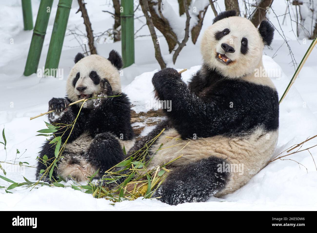 2 giant pandas Stock Photo - Alamy