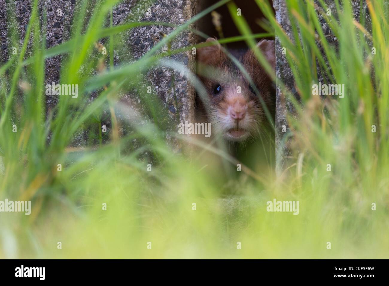 View of Hiding hamster hi-res stock photography and images - Alamy