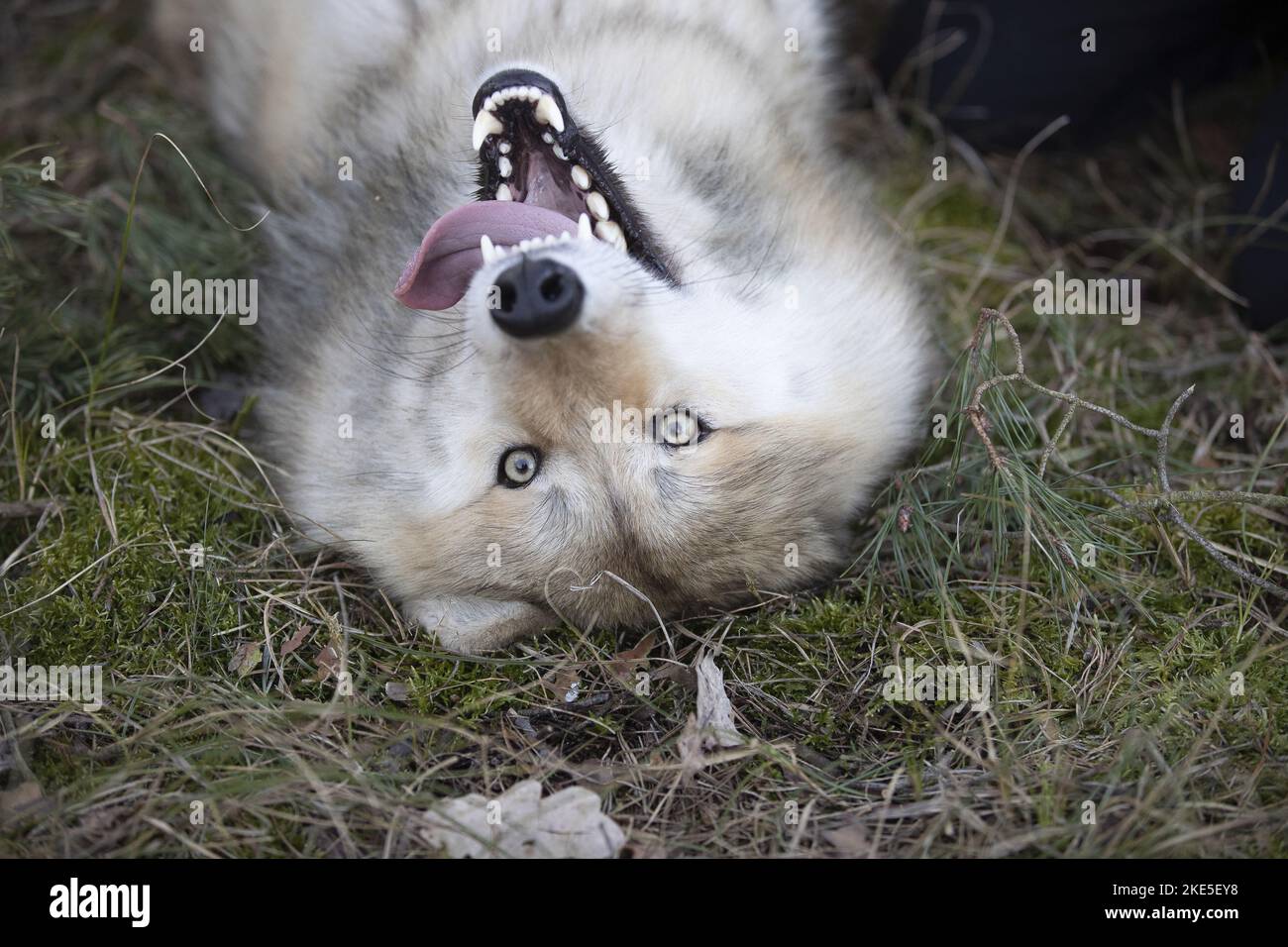 eastern timber wolf Stock Photo Alamy