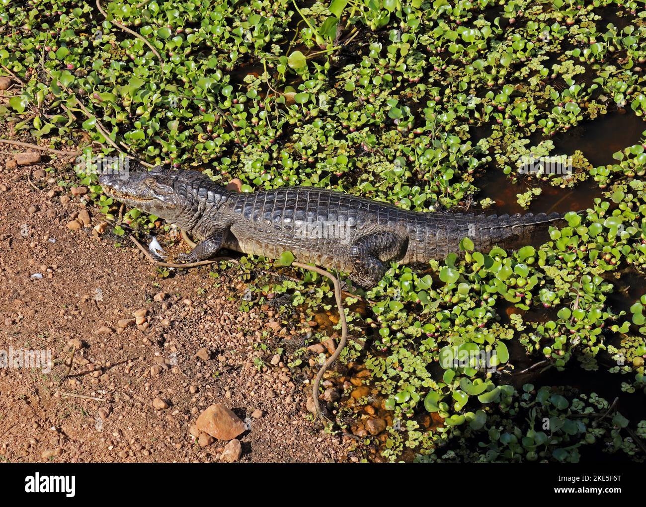 Yacare Caiman (Caiman yacare) adult at rest on bank  Pantanal, Brazil.               July Stock Photo