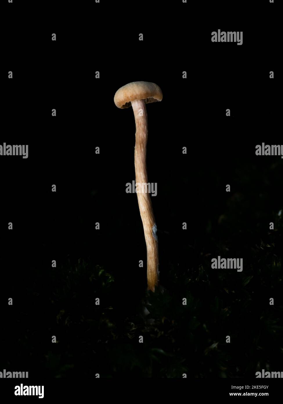 Deceiver Mushroom in Dark Wood Stock Photo Alamy