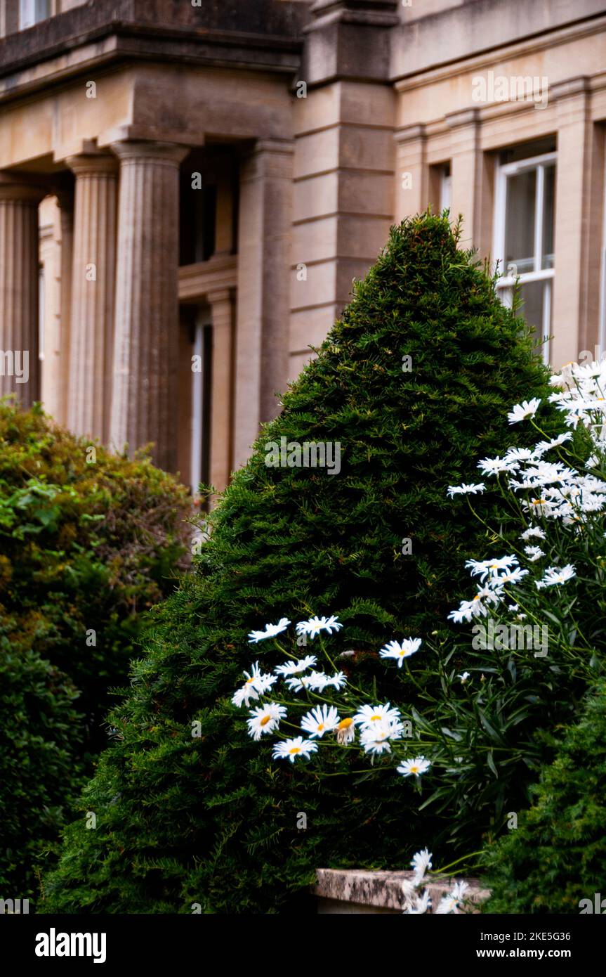 English daisy dance around a carved boxwood topiary at Macdonald Hotel