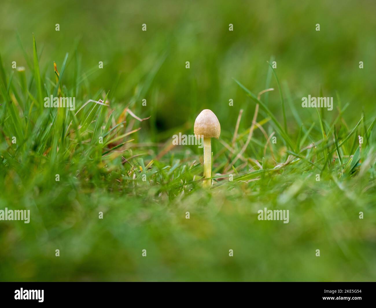Yellow Fungi in Grass Stock Photo