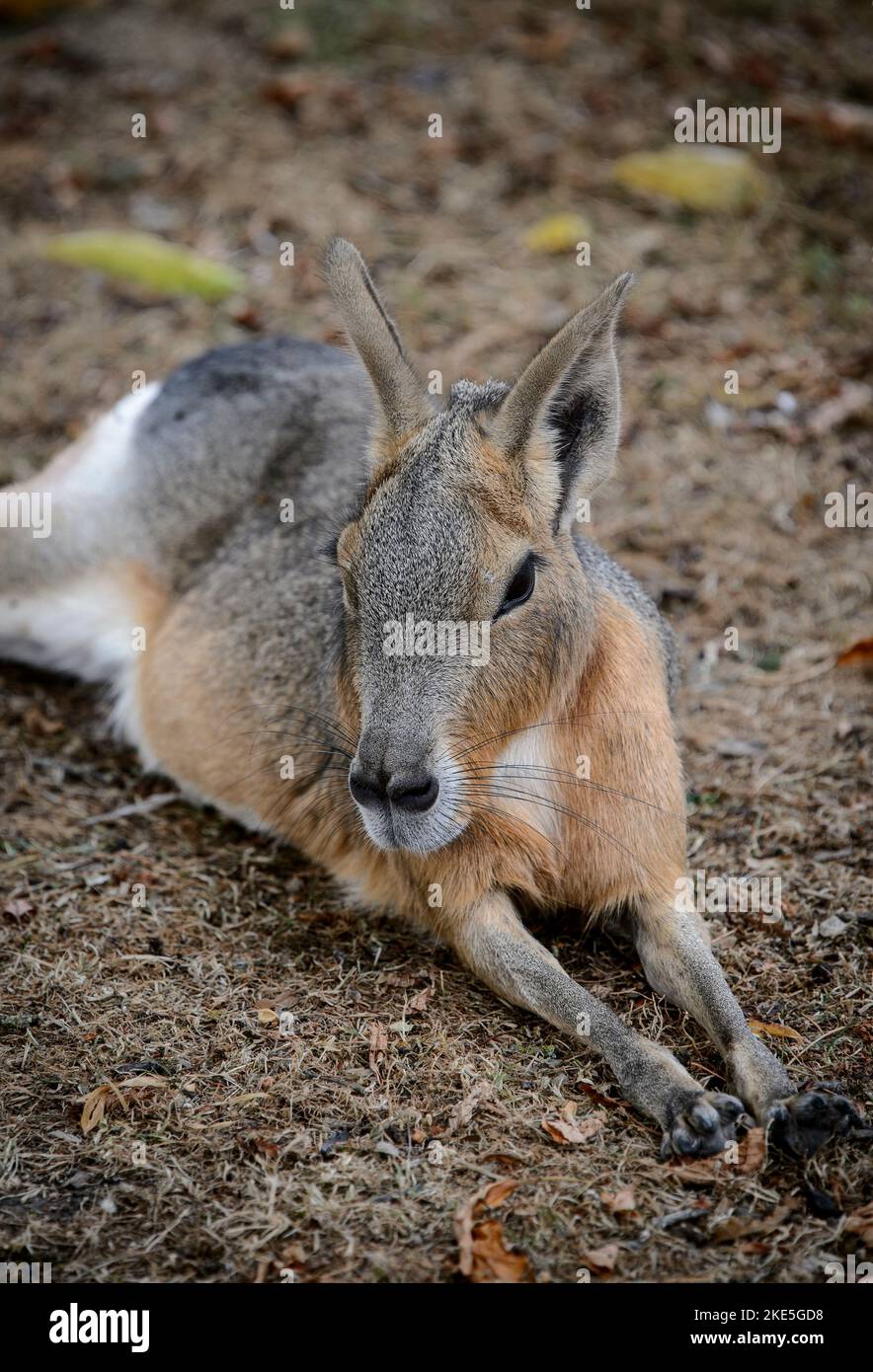 A Patagonian mara in captivity at a zoo in England. Stock Photo