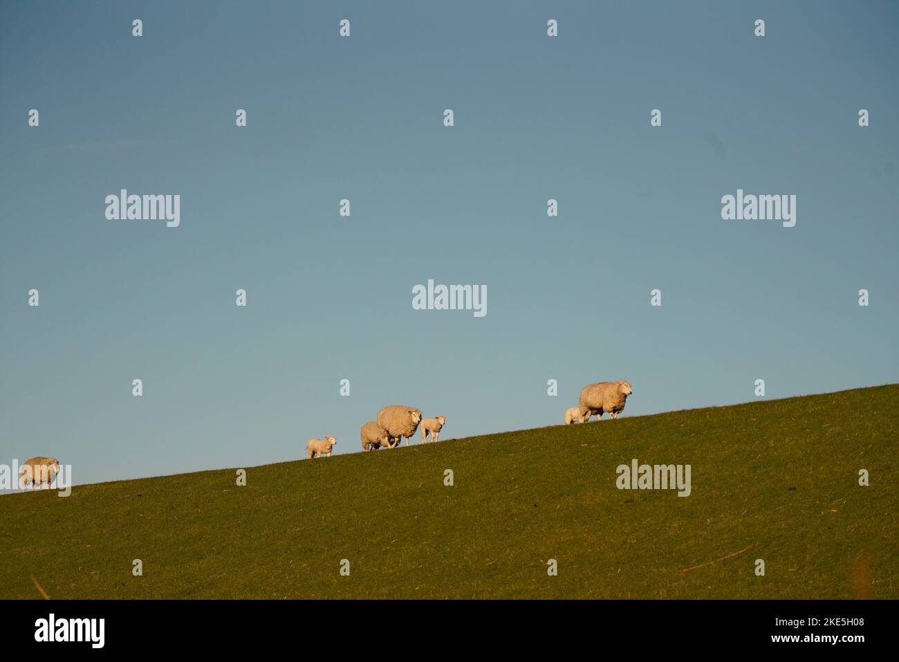 A closeup shot of white sheep grazing in the field Stock Photo - Alamy