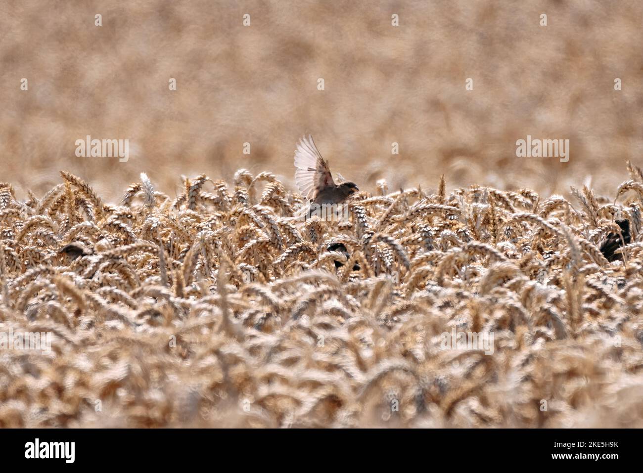 A flock of small birds flying through a dense wheat field Stock Photo ...