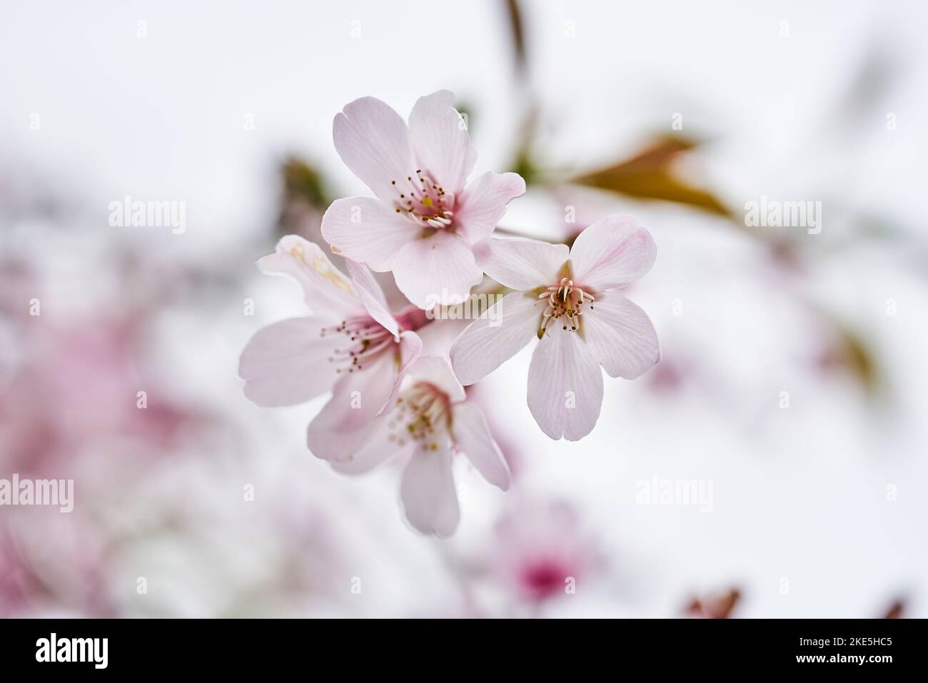 Cherry blossoms season macro shoot Stock Photo - Alamy