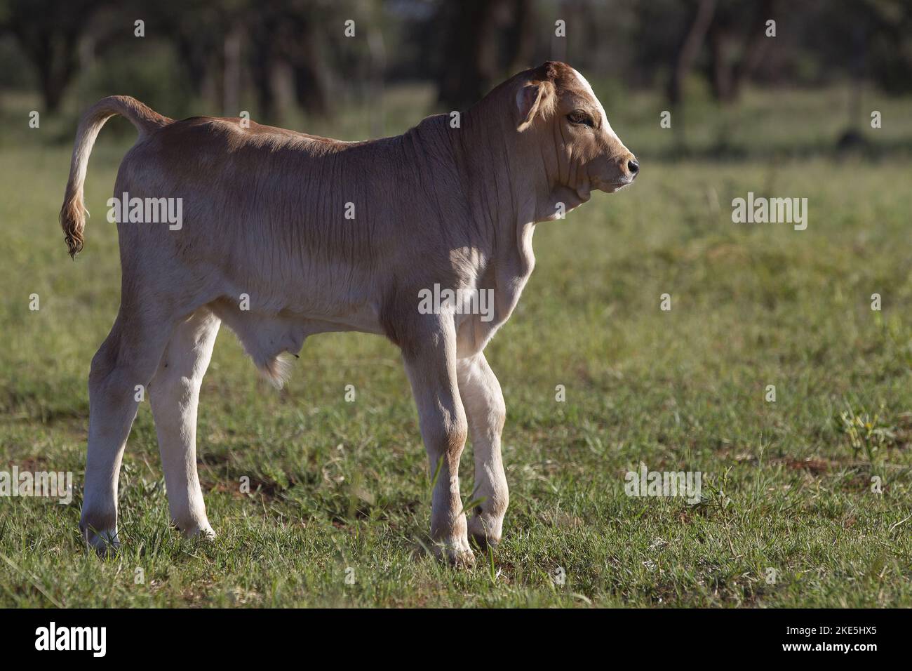 Zebu cross hires stock photography and images Alamy
