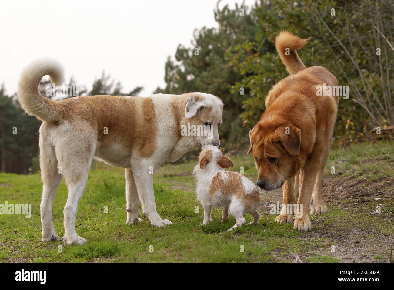 Group dogs big small hi-res stock photography and images - Alamy