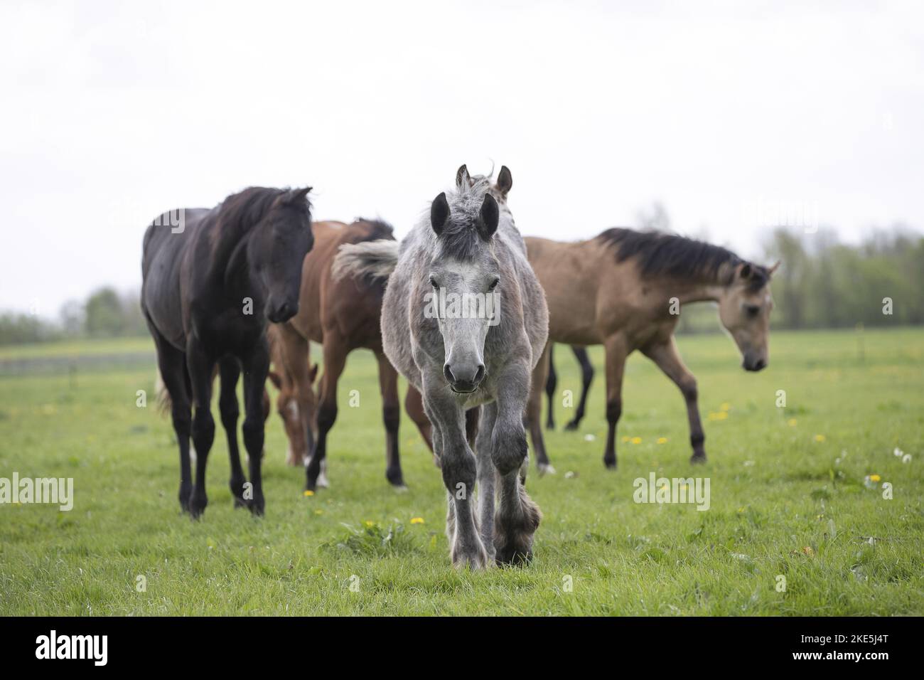 herds of horses Stock Photo Alamy
