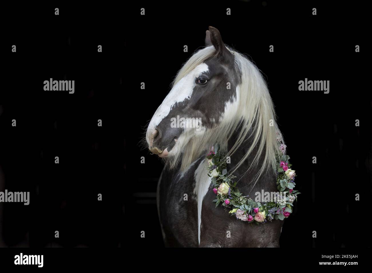 Irish Tinker Portrait Stock Photo Alamy