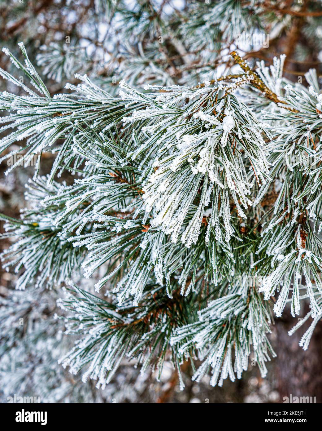 Pine branch covered with frost. Winter frosty weather Stock Photo - Alamy