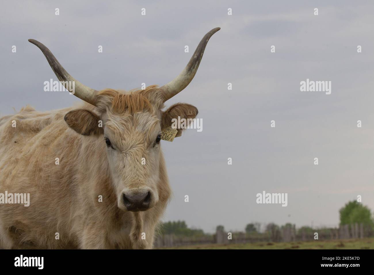 Hungarian steppe cattles hi-res stock photography and images - Alamy