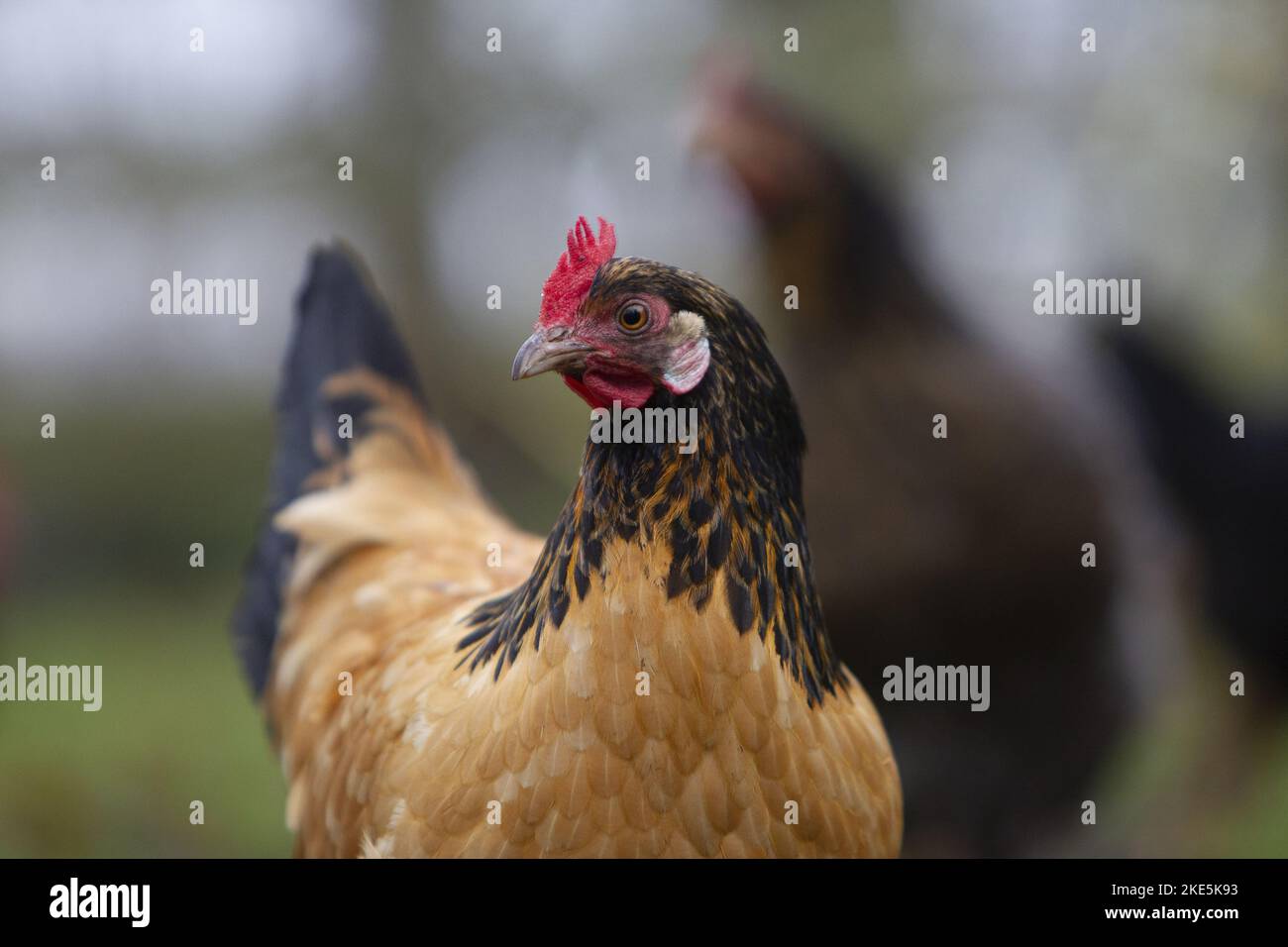 Chicken highlight hi-res stock photography and images - Alamy