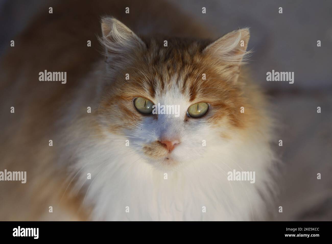 Cat in spain stock photo alamy