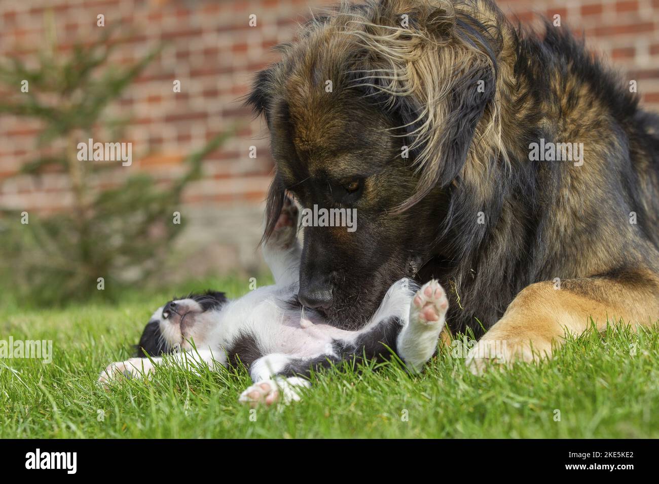 Germanic bear dog with border collie puppy Stock Photo