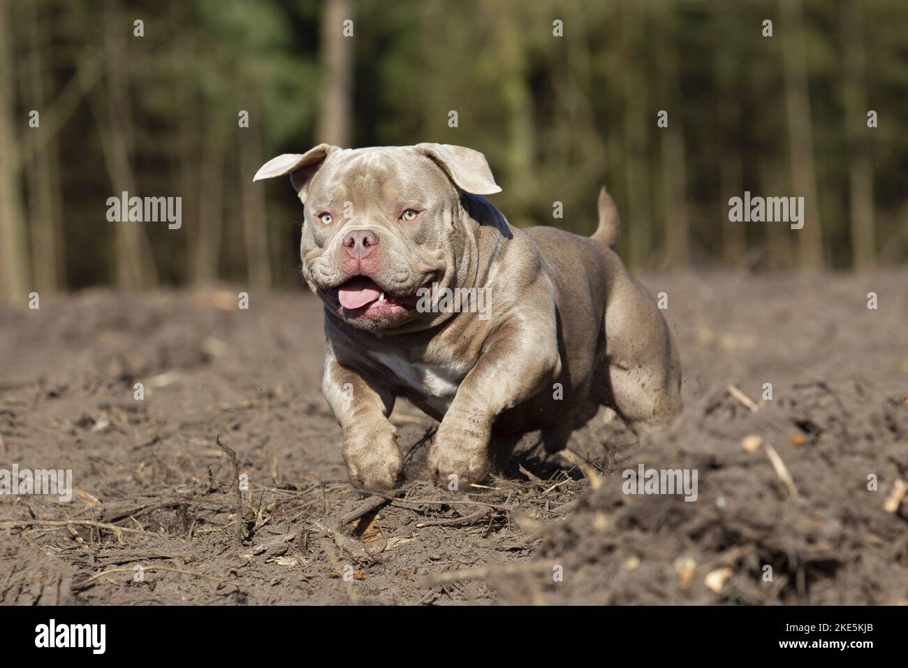 Events from November 11 – August 12 – Page 3 – THE AMERICAN BULLY