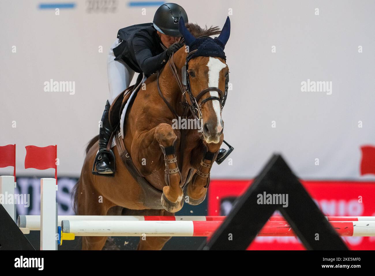 Cavallo cavalli salto ostacoli - Animali In vendita a Roma