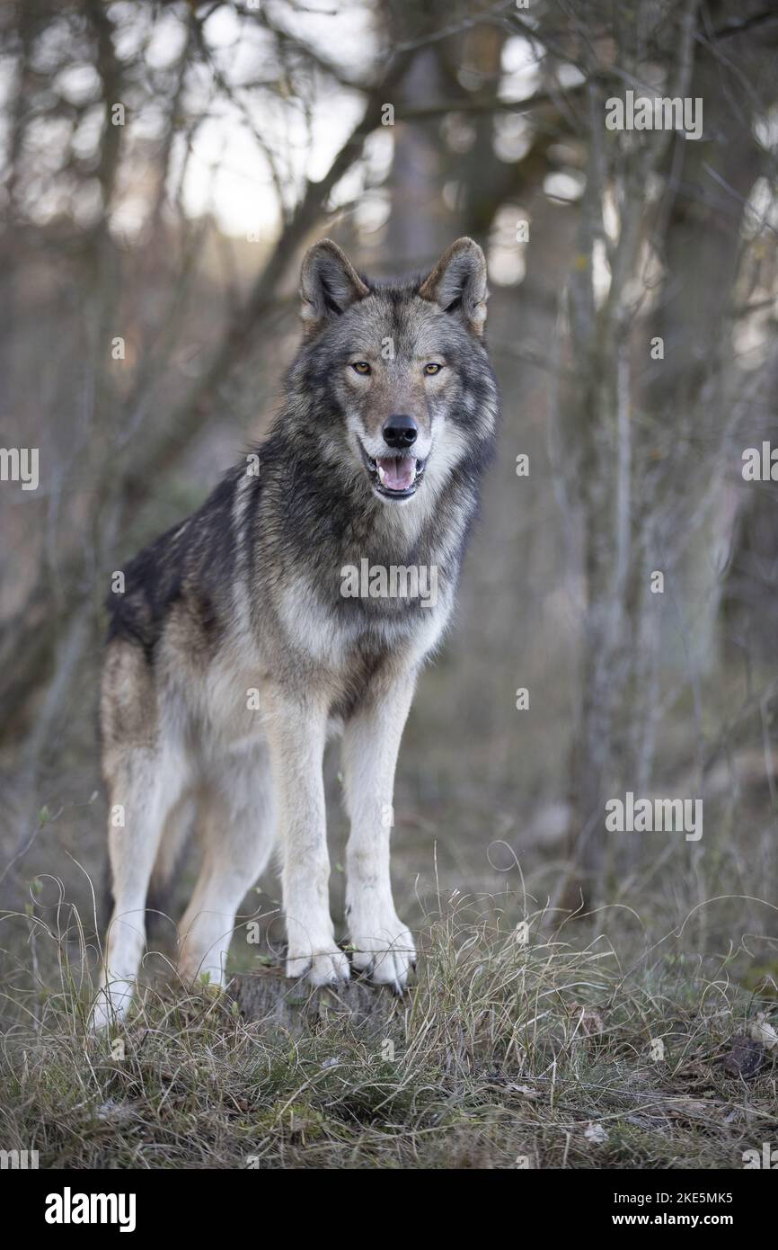 eastern timber wolf Stock Photo Alamy