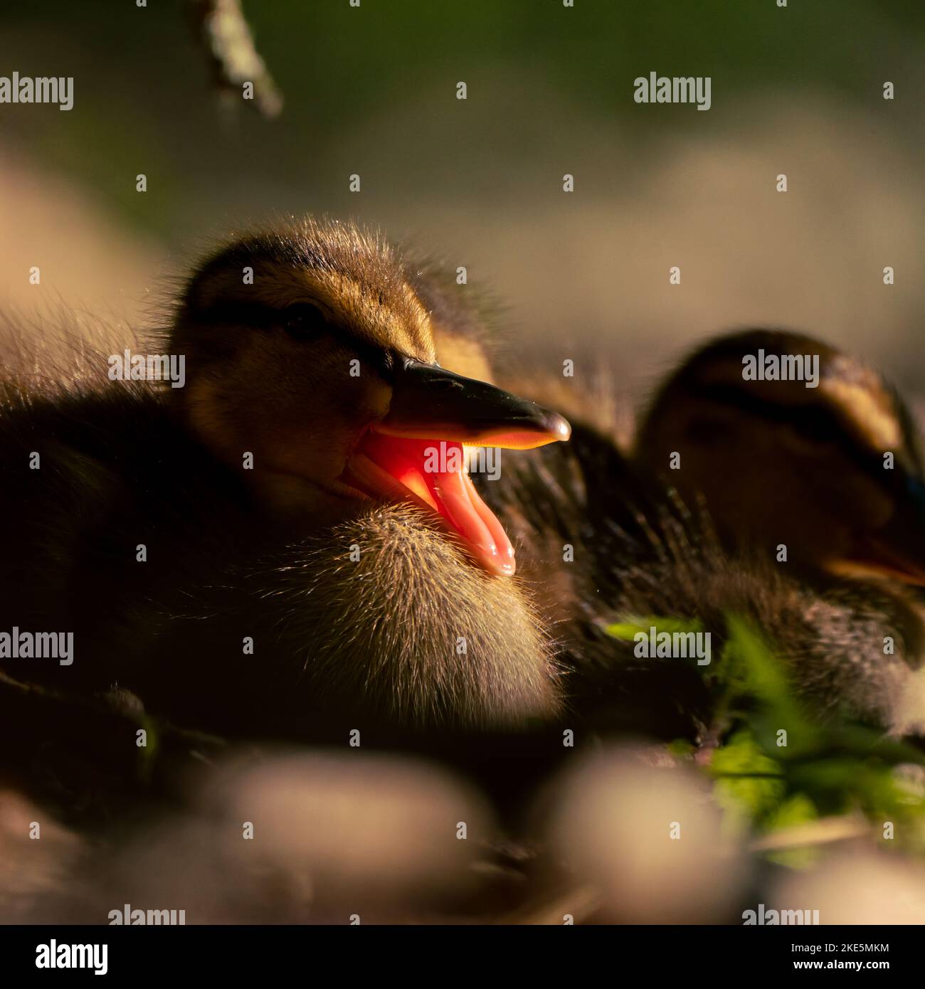 A closeup shot of an adorable squawking fluffy duckling Stock Photo