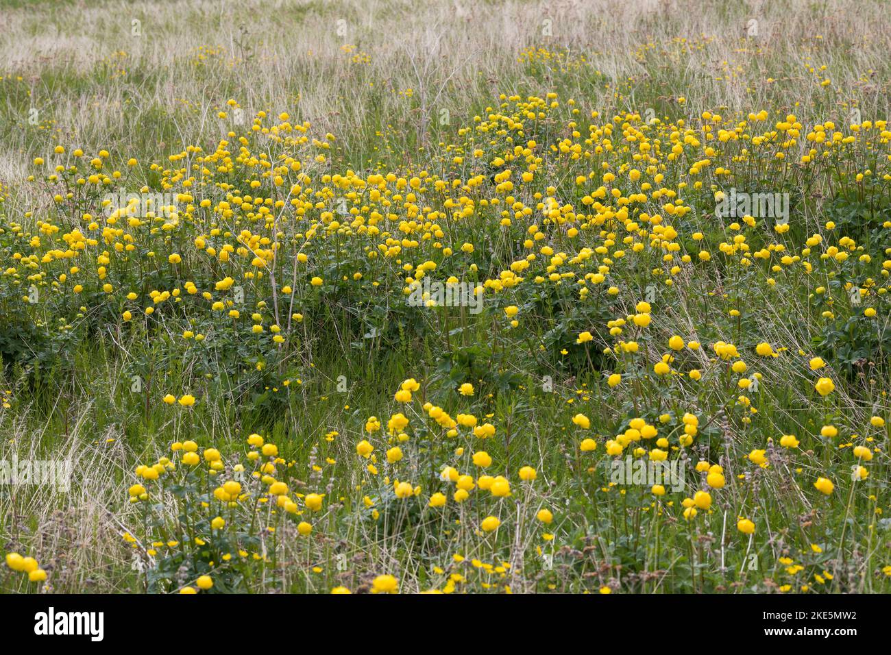 Europäische Trollblume, Troll-Blume, Trollius europaeus, European Globeflower, Globeflower, Globe Flower, Trolle d´Europe Stock Photo