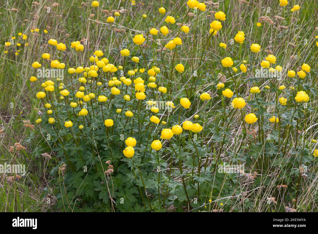 Europäische Trollblume, Troll-Blume, Trollius europaeus, European Globeflower, Globeflower, Globe Flower, Trolle d´Europe Stock Photo