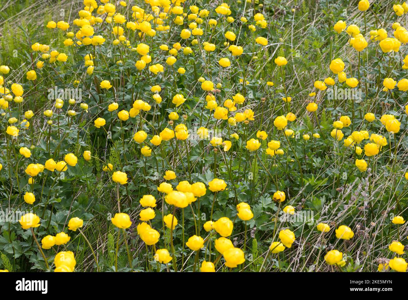 Europäische Trollblume, Troll-Blume, Trollius europaeus, European Globeflower, Globeflower, Globe Flower, Trolle d´Europe Stock Photo