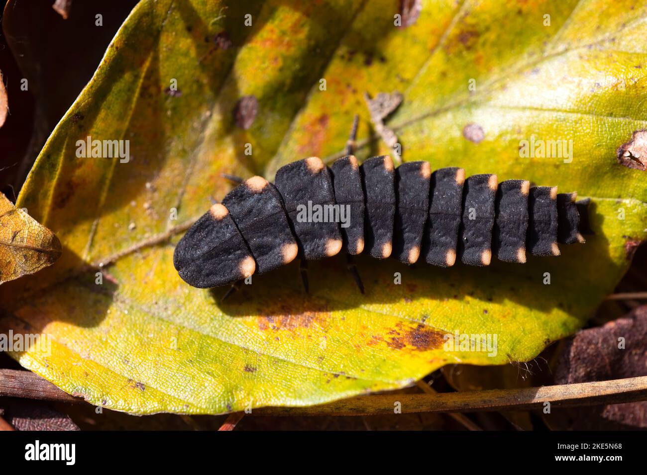firefly larva on a green leaf in the sun. Nature photography. Copy space. Stock Photo