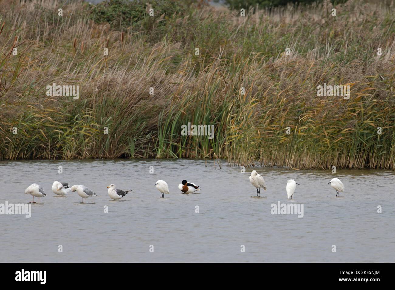 Eurasian Spoonbill (Platalea leucorodia) roosting with Little Egrets