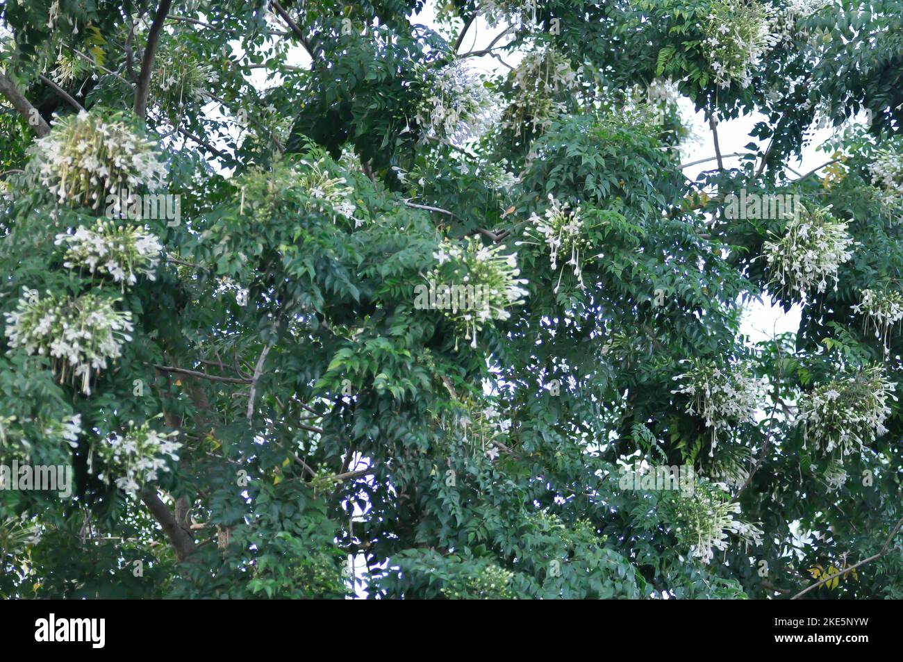 Cork tree, Indian cork tree or Millingtonia hortensis Linn or