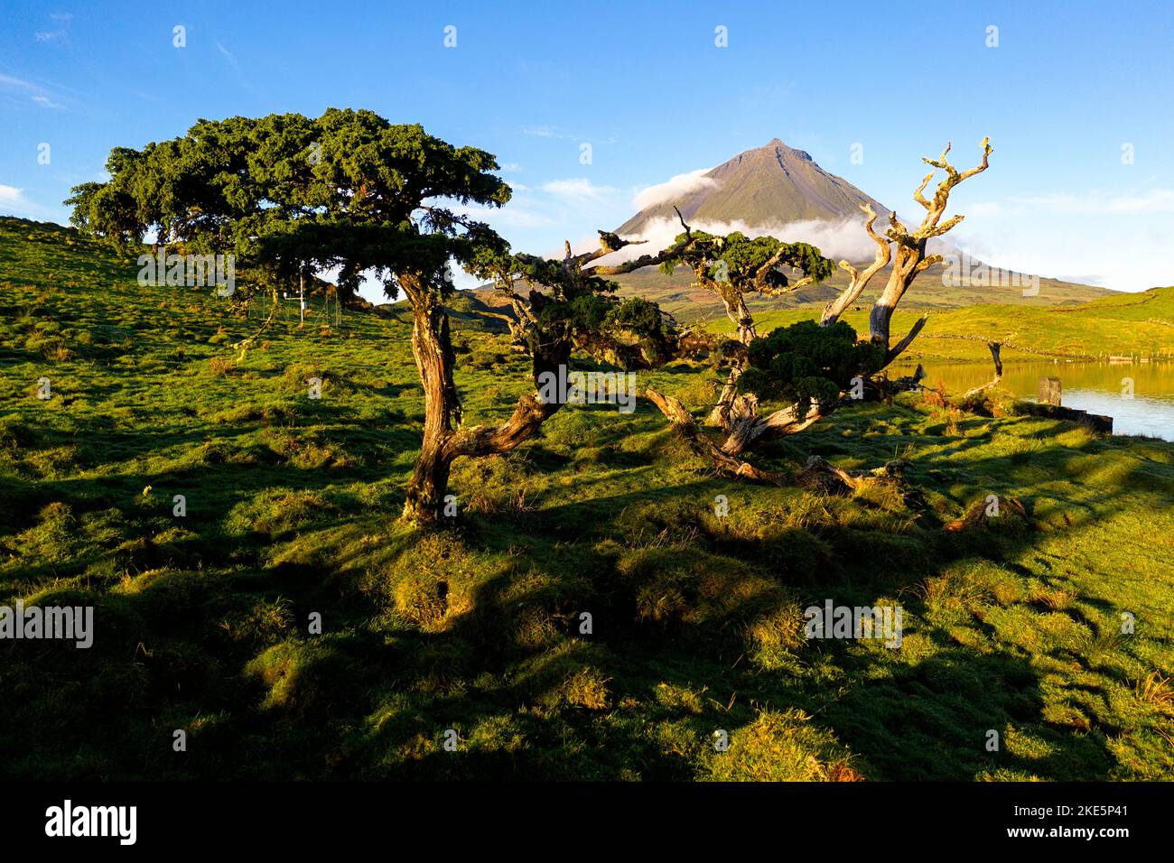 Ponta da Pico volcano, on Pico Island with Erica azorica (Azores Heather) trees, Lagoa do