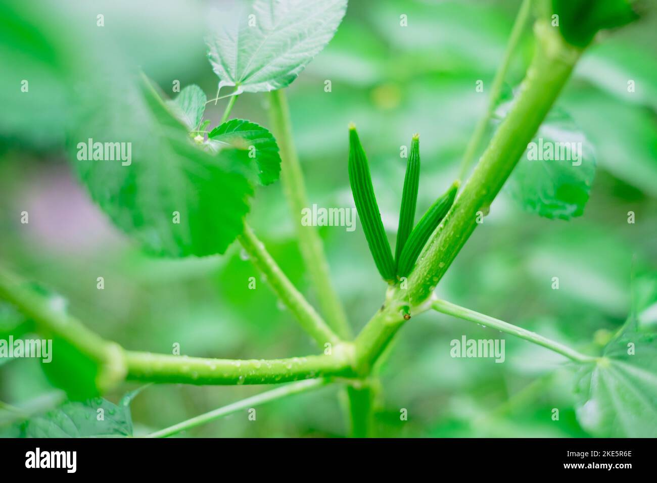 1,690 Jute Plant Stock Photos, High-Res Pictures, and Images