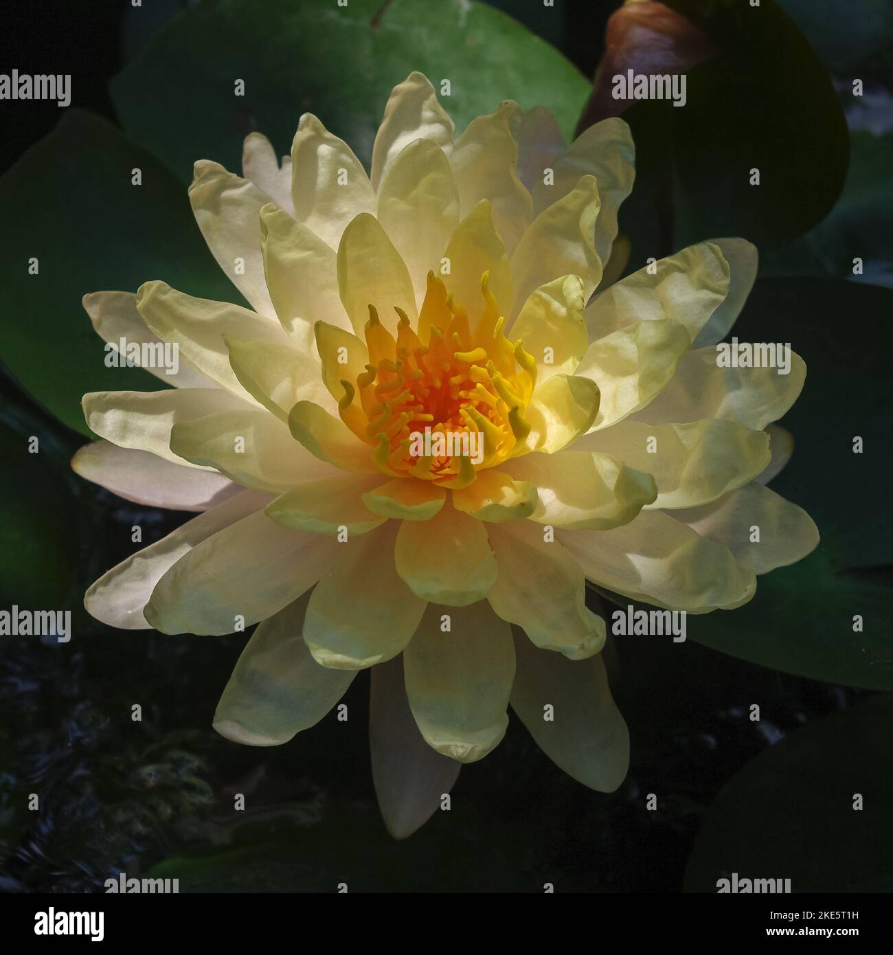 Closeup view of beautiful creamy yellow and orange water lily ' mangkala ubol ' flower blooming outdoors in tropical garden Stock Photo