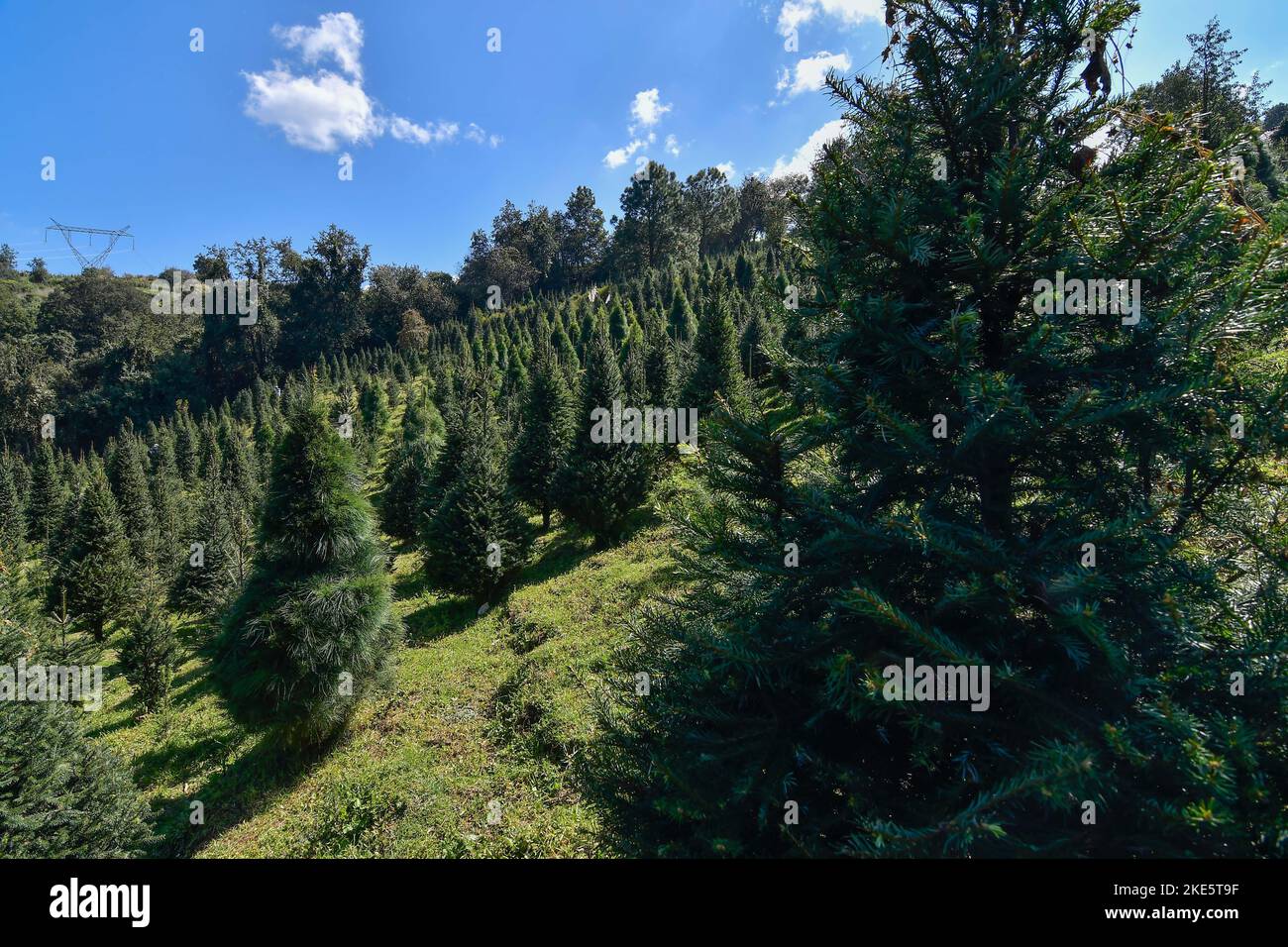 Non Exclusive November 09 in Xonacatlan, Mexico Christmas tree
