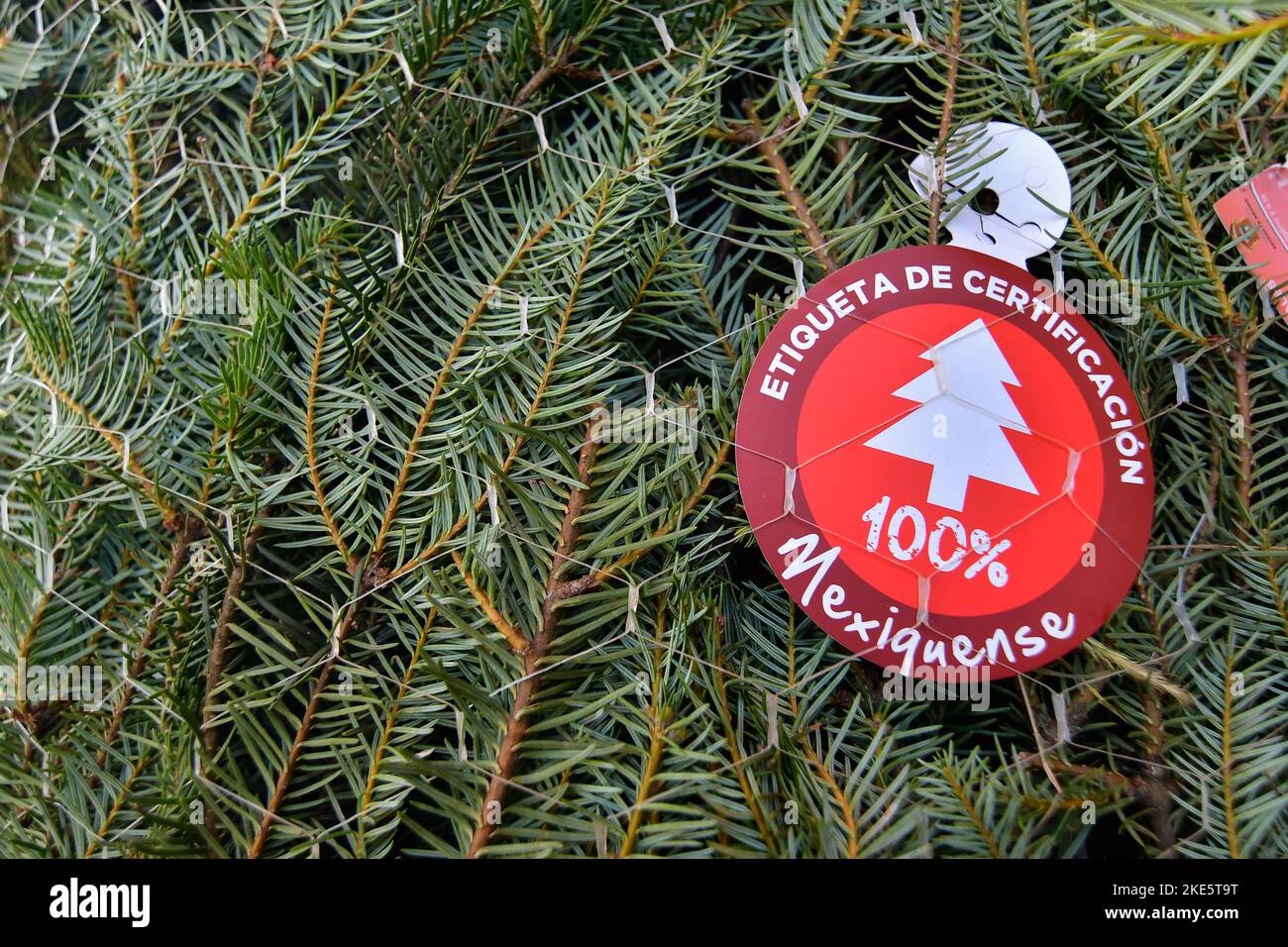 Non Exclusive November 09 in Xonacatlan, Mexico Christmas tree