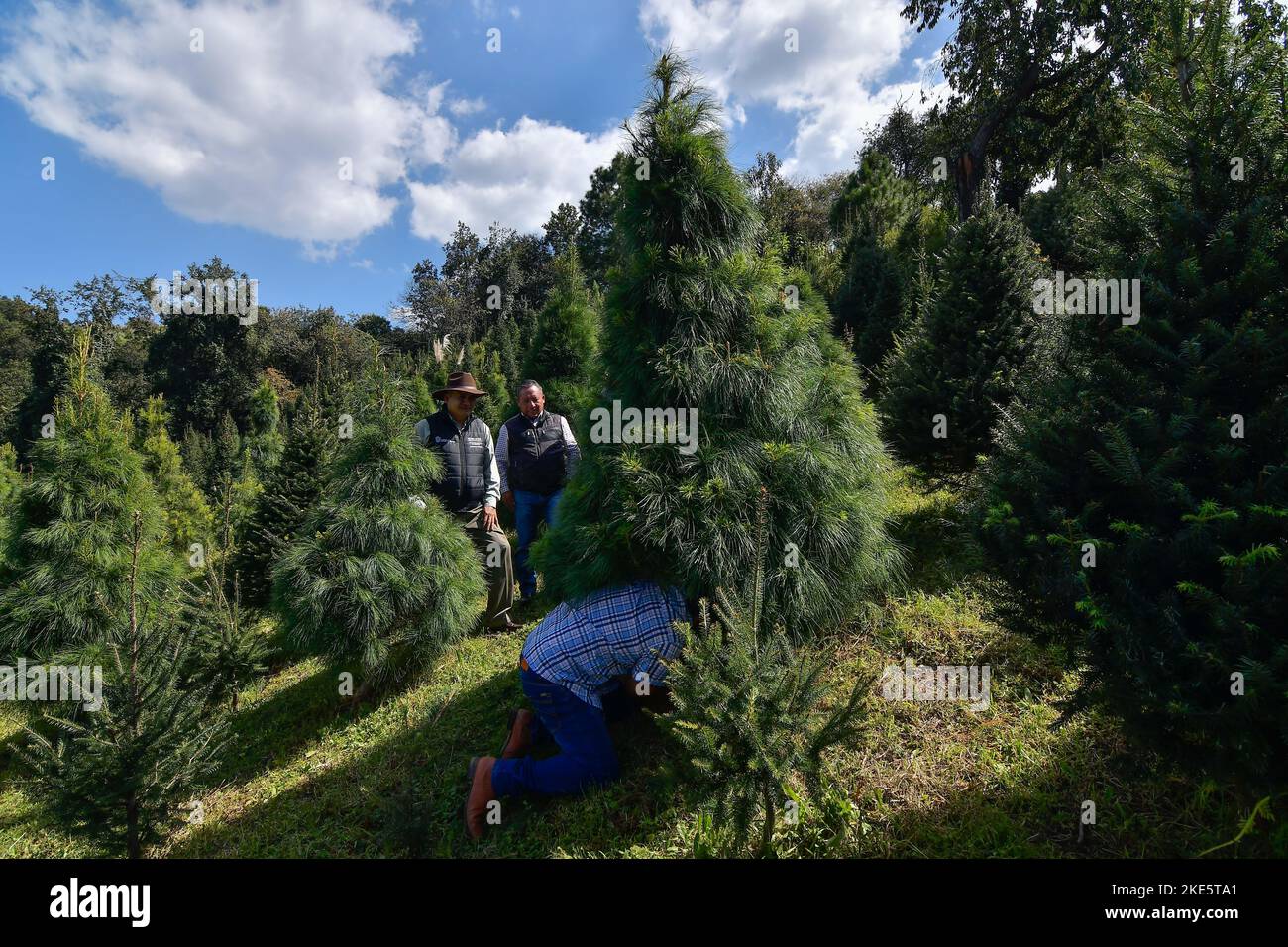 Non Exclusive November 09 in Xonacatlan, Mexico Christmas tree