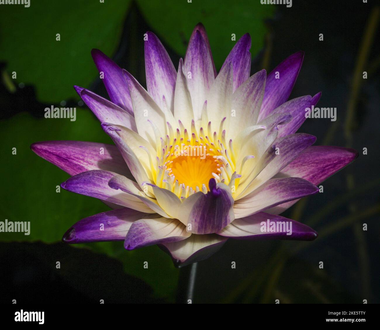 Closeup view of bright purple and white water lily 'purple joy' flower blooming outdoors on dark natural background Stock Photo