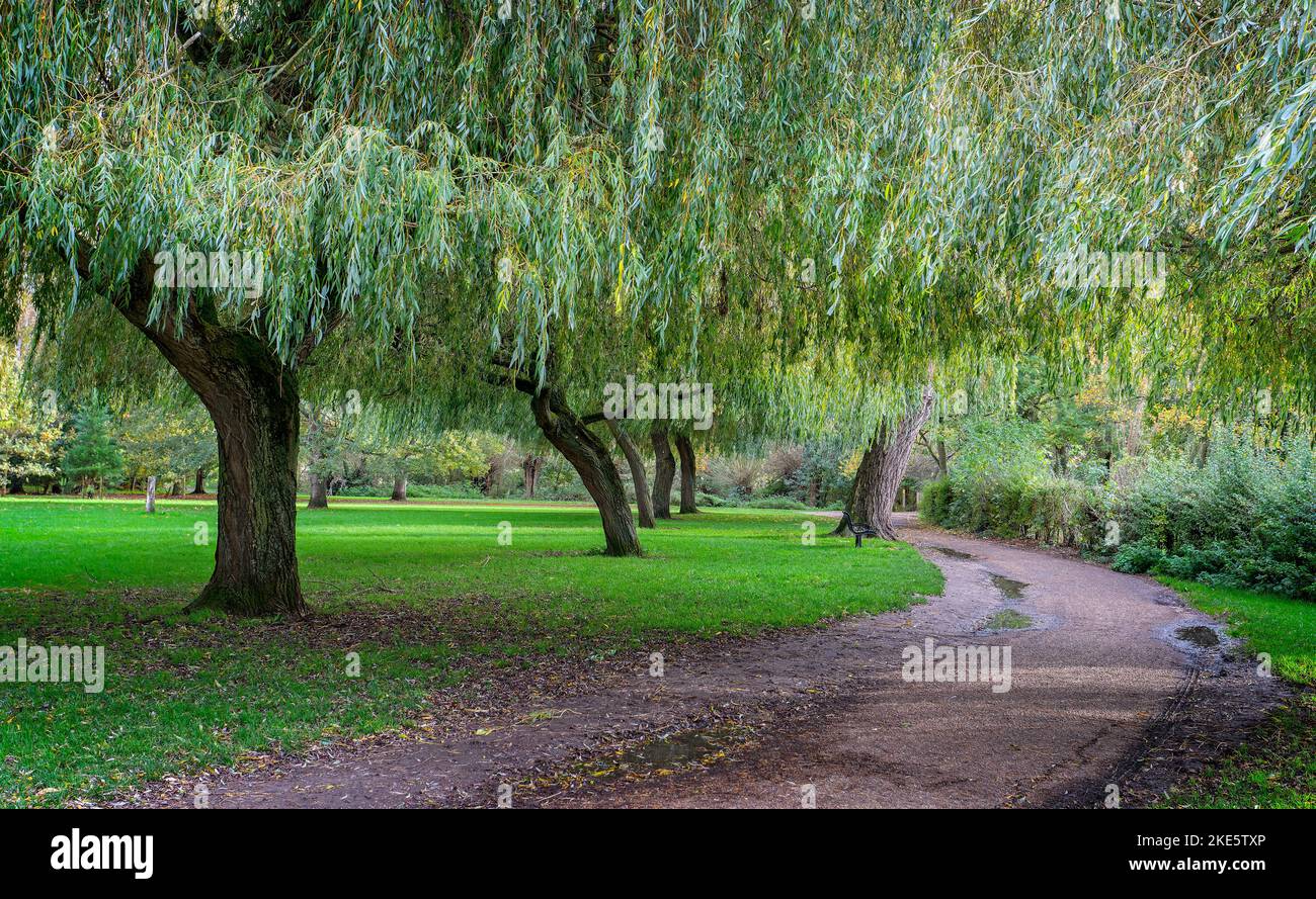 Footpath along a curved avenue of weeping willow trees Stock Photo
