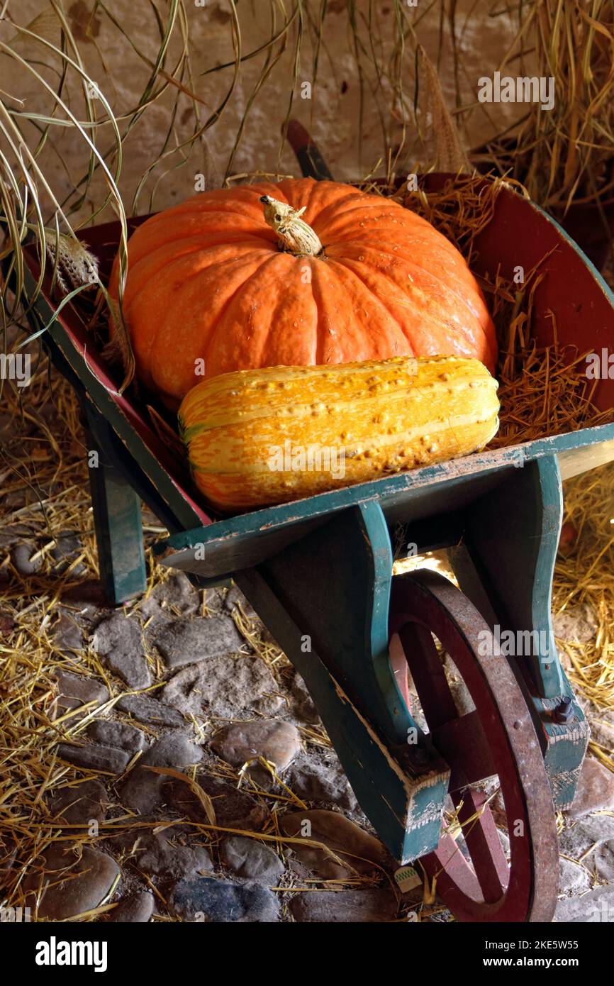 Display of pumpkins, St Fagans National History Museum/Amgueddfa Werin Cymru, Cardiff, South Wales, UK. Stock Photo