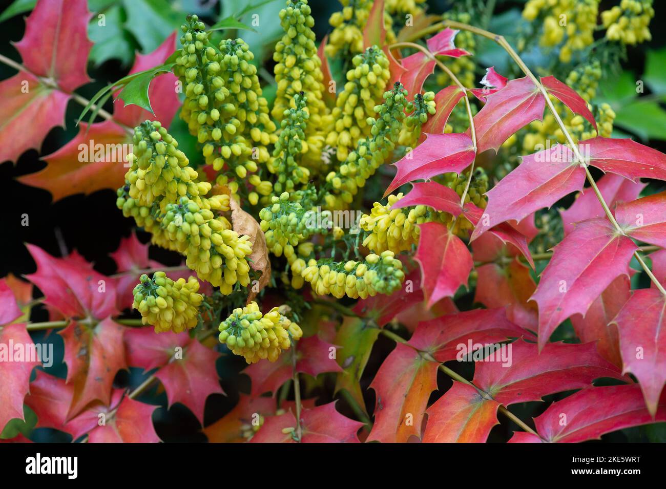 Iver, Buckinghamshire, UK. 10th November, 2022. Colourful yellow
